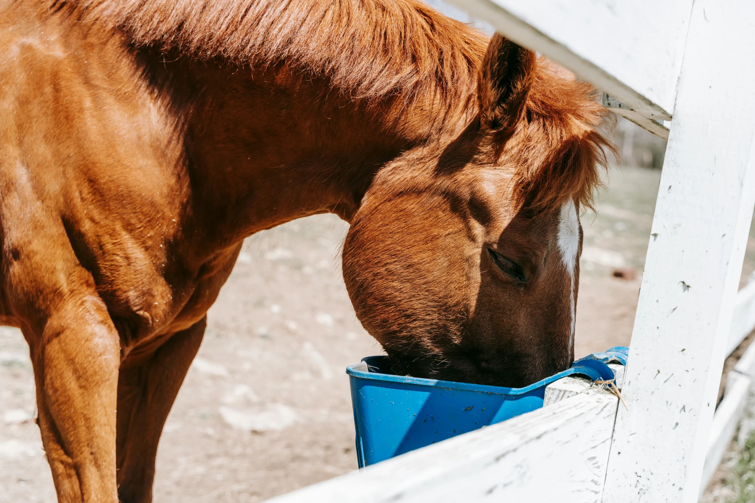 Horse Health 101: Preventing and Recognizing Common Illnesses