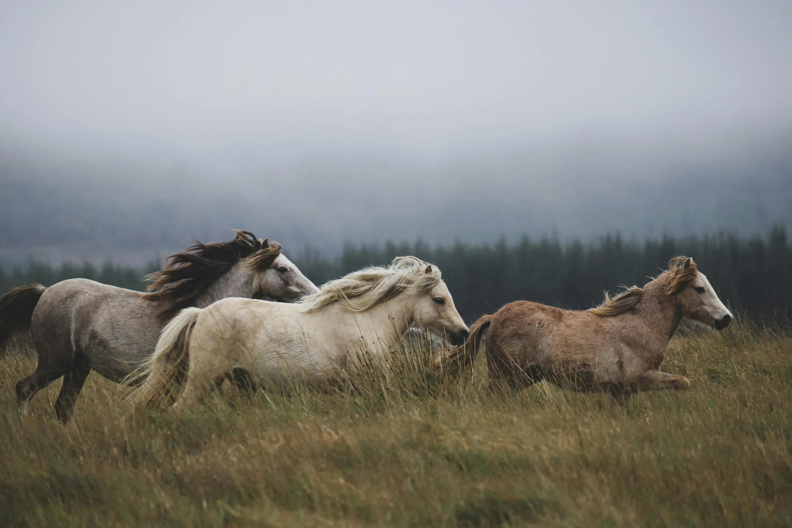 Herd Dynamics: Understanding Your Horse’s Role in the Group