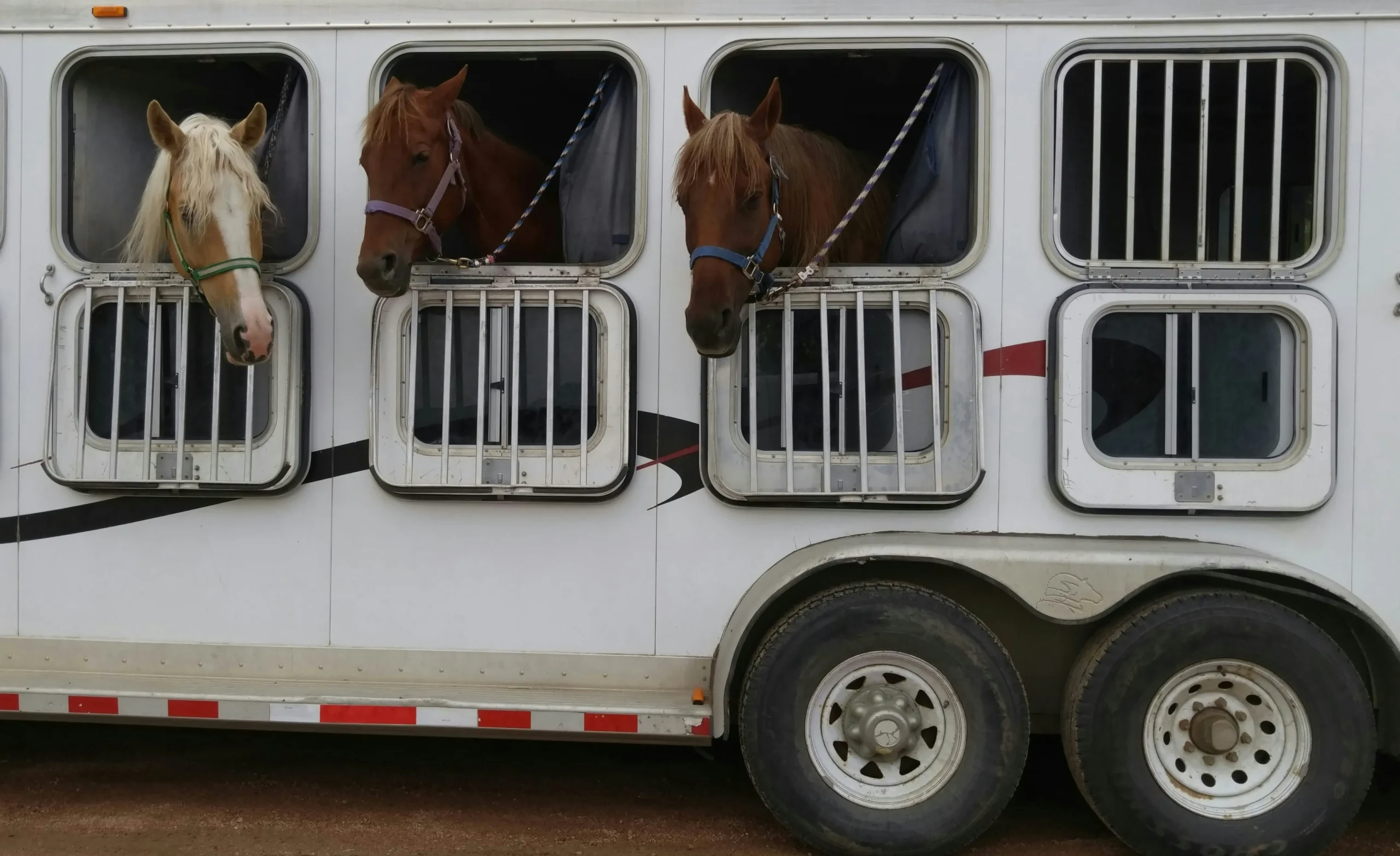 Trailering 101: Transporting Your Horse Safely and Stress-Free