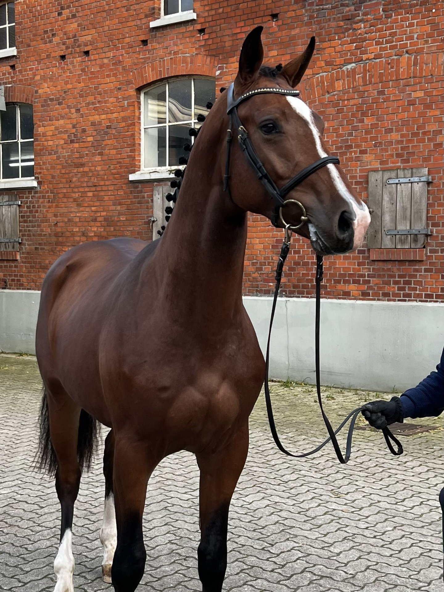 Holstein Gelding 4 years 16,1 hh Brown in Averlak