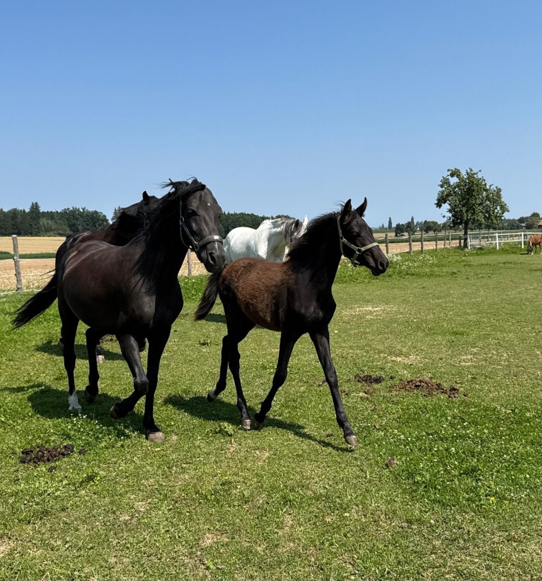 More ponies/small horses Stallion Foal (03/2025) 14,1 hh Black in Sipbachzell