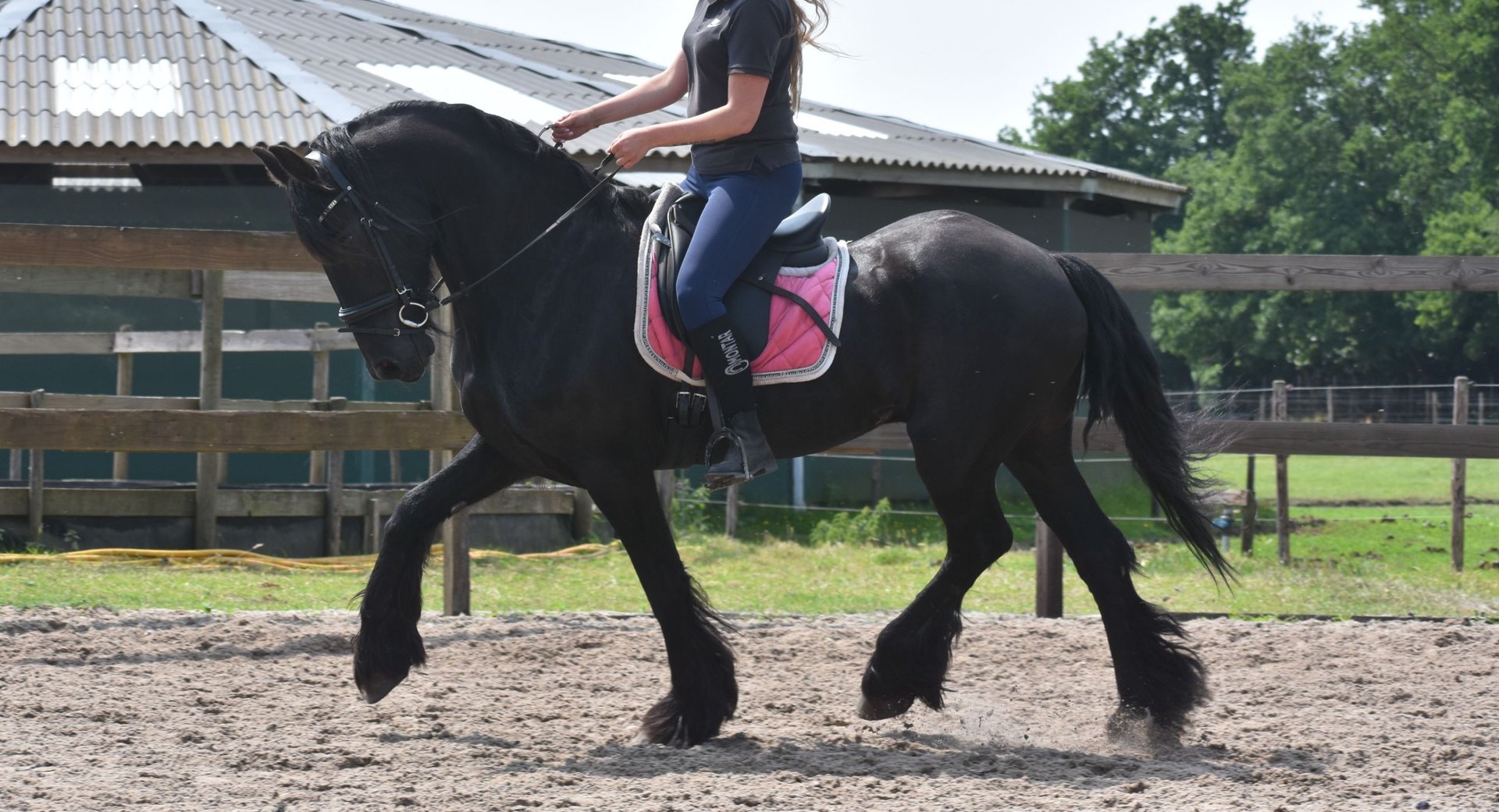 Friesian horses Gelding 16 years 15,2 hh Black in Achtmaal