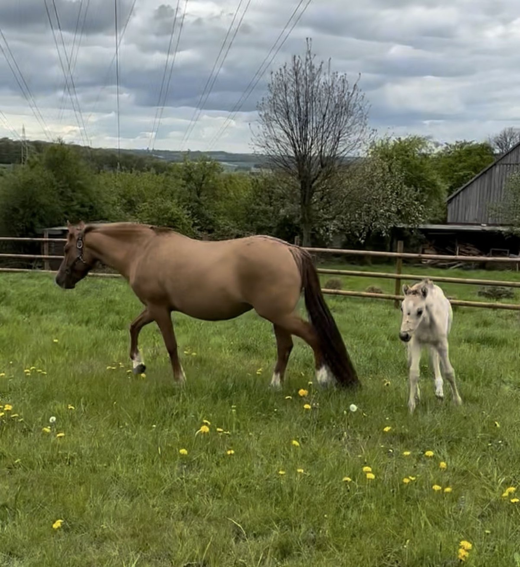 German Riding Pony Mare 12 years 14,2 hh Red Dun in WuppertalWuppertal