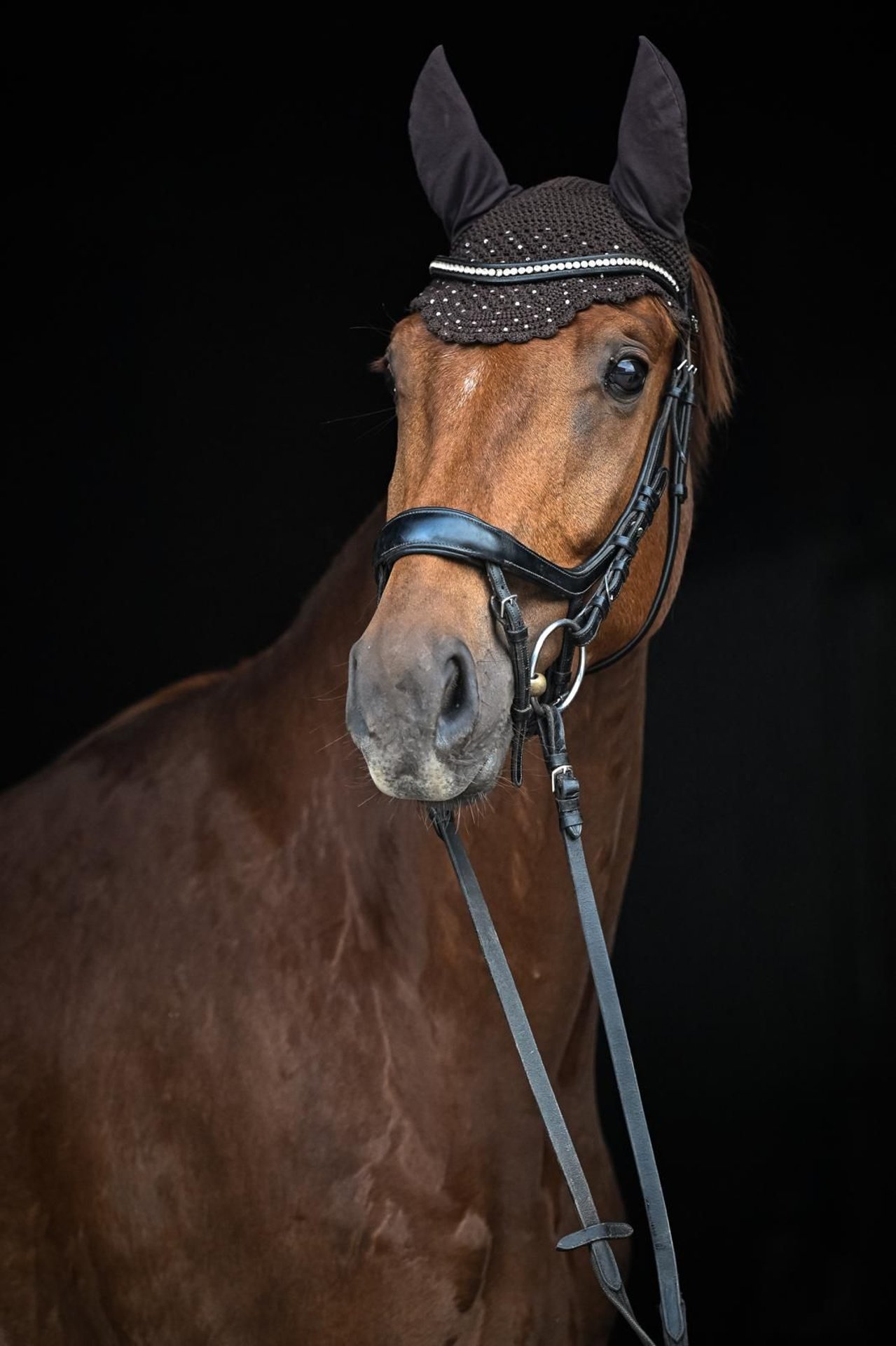 Oldenburg Gelding 4 years 16,2 hh Chestnut-Red in Affoltern am Albis