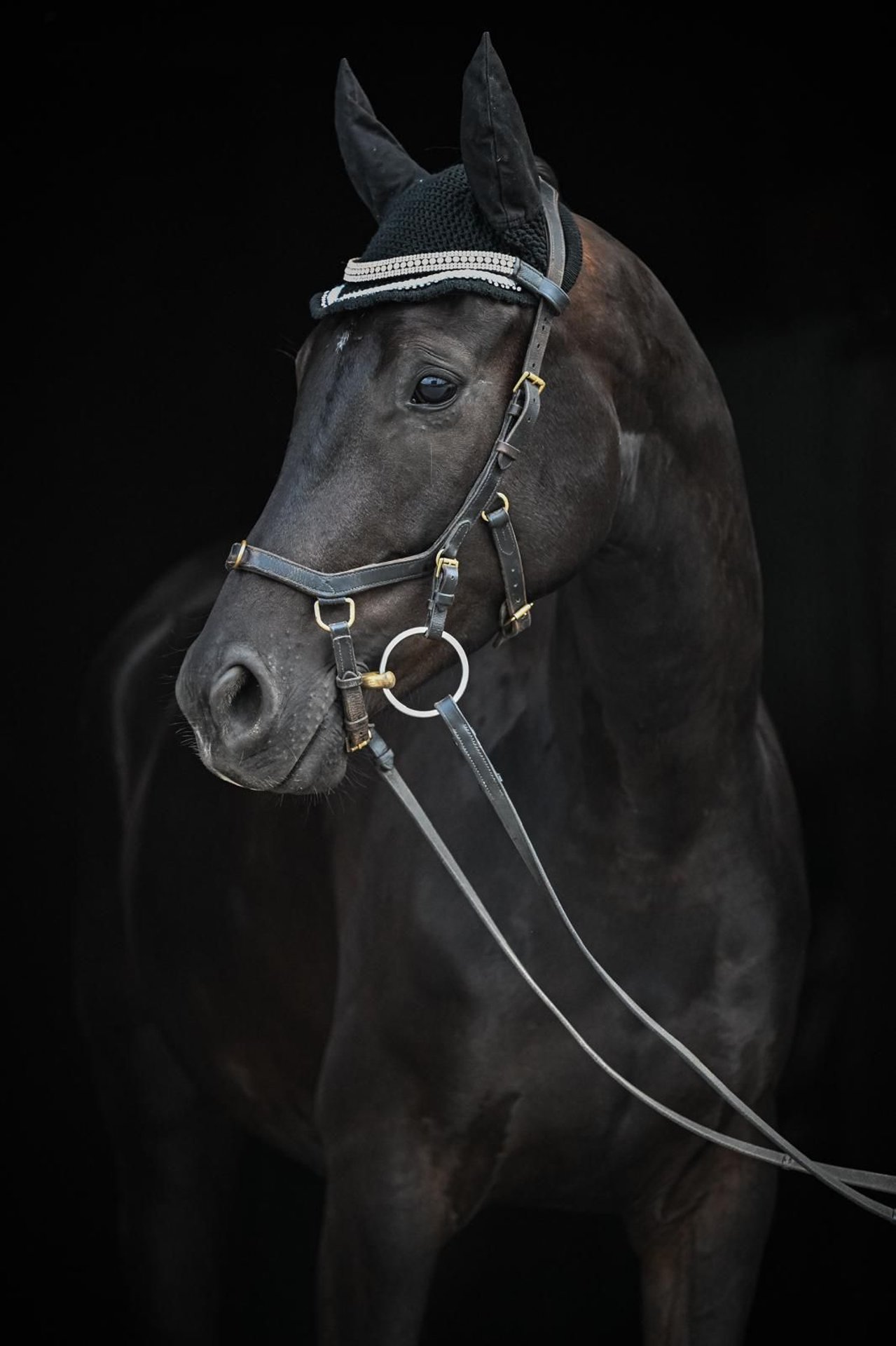Oldenburg Gelding 4 years 16 hh Black in Affoltern am Albis
