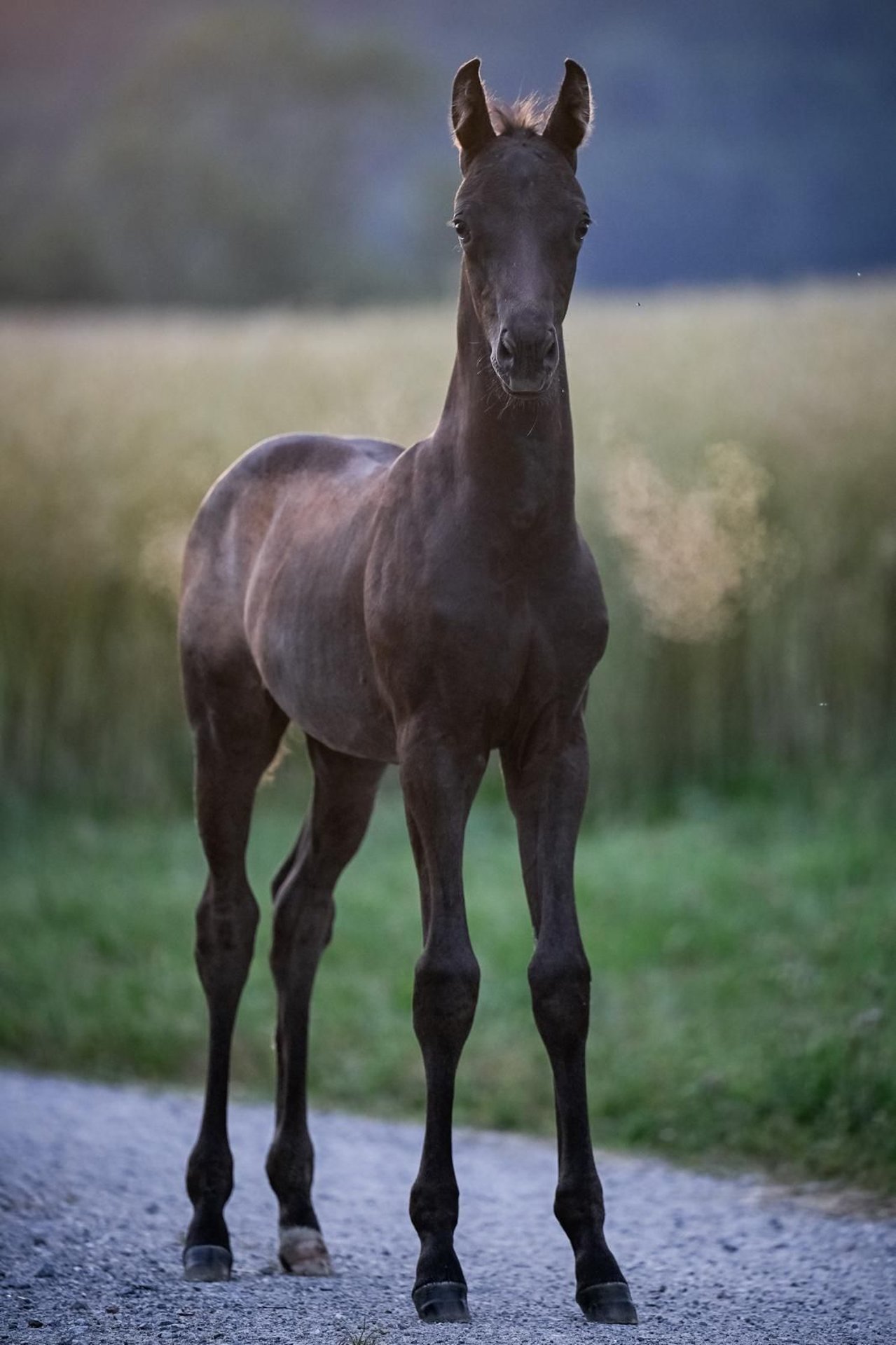 Oldenburg Stallion Foal (05/2025) Black in Affoltern am Albis
