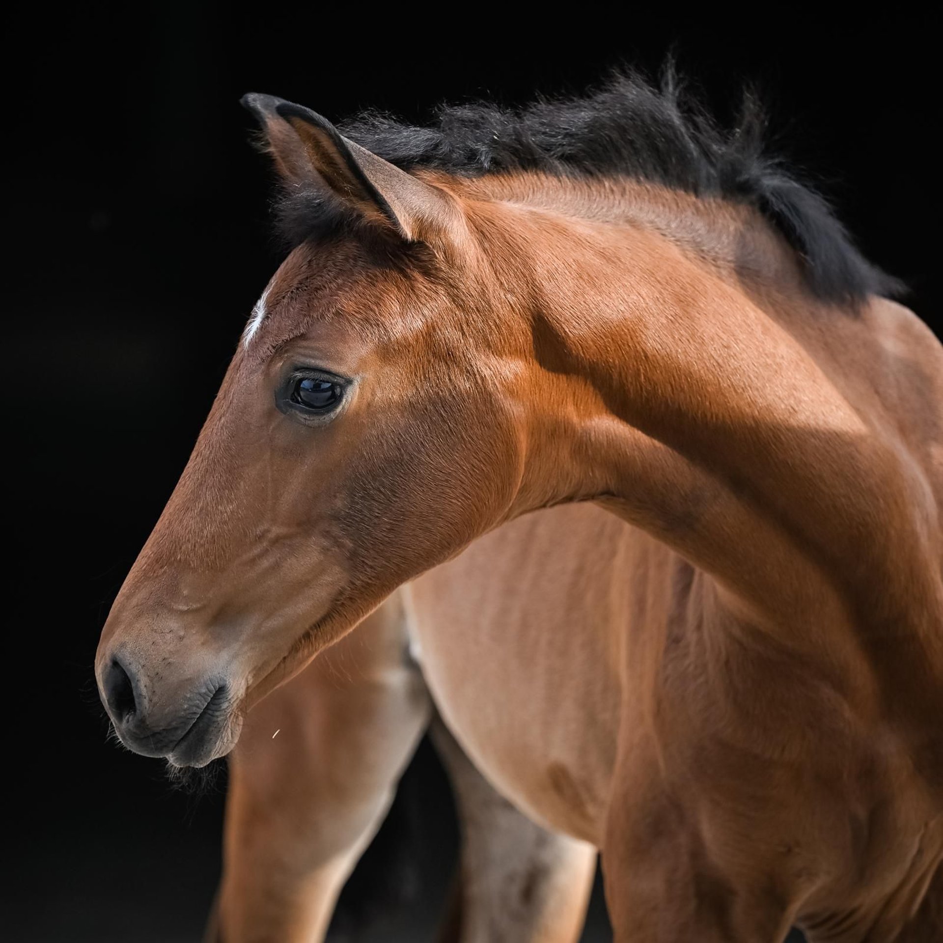 Oldenburg Mare Foal (05/2025) Brown in Affoltern am Albis