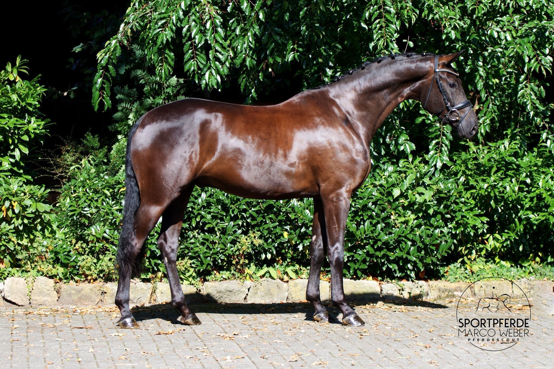 Hanoverian Gelding 4 years 16,2 hh Black in Schapen