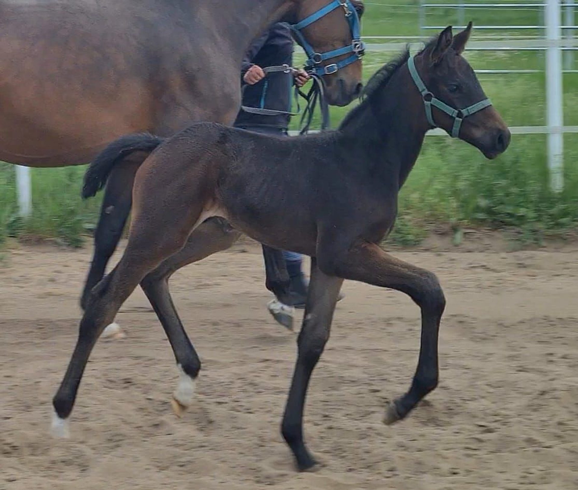 German Sport Horse Stallion Foal (04/2025) Bay-Dark in Wustermark