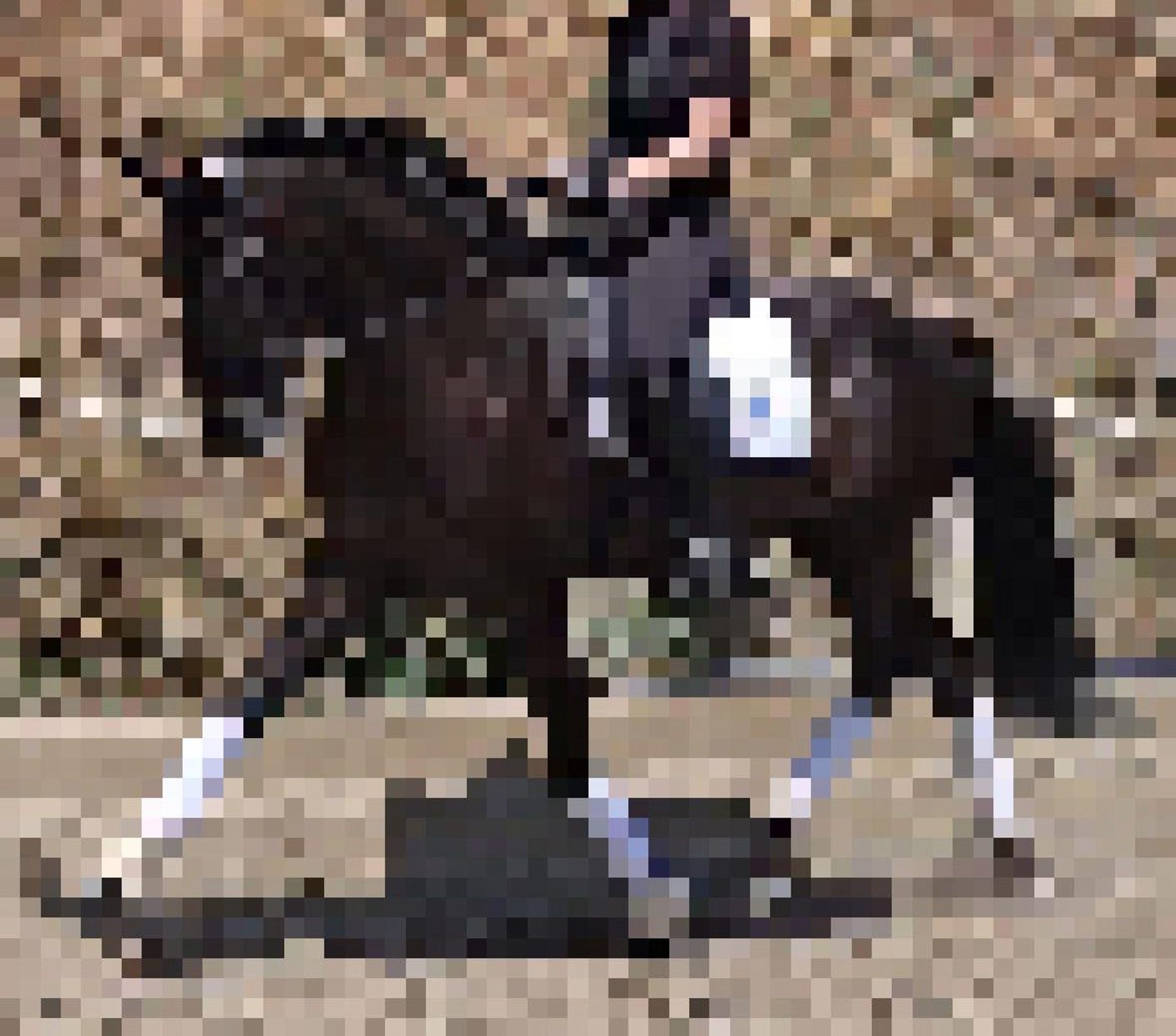 Lusitano Stallion 7 years 16 hh Bay-Dark in Martfeld