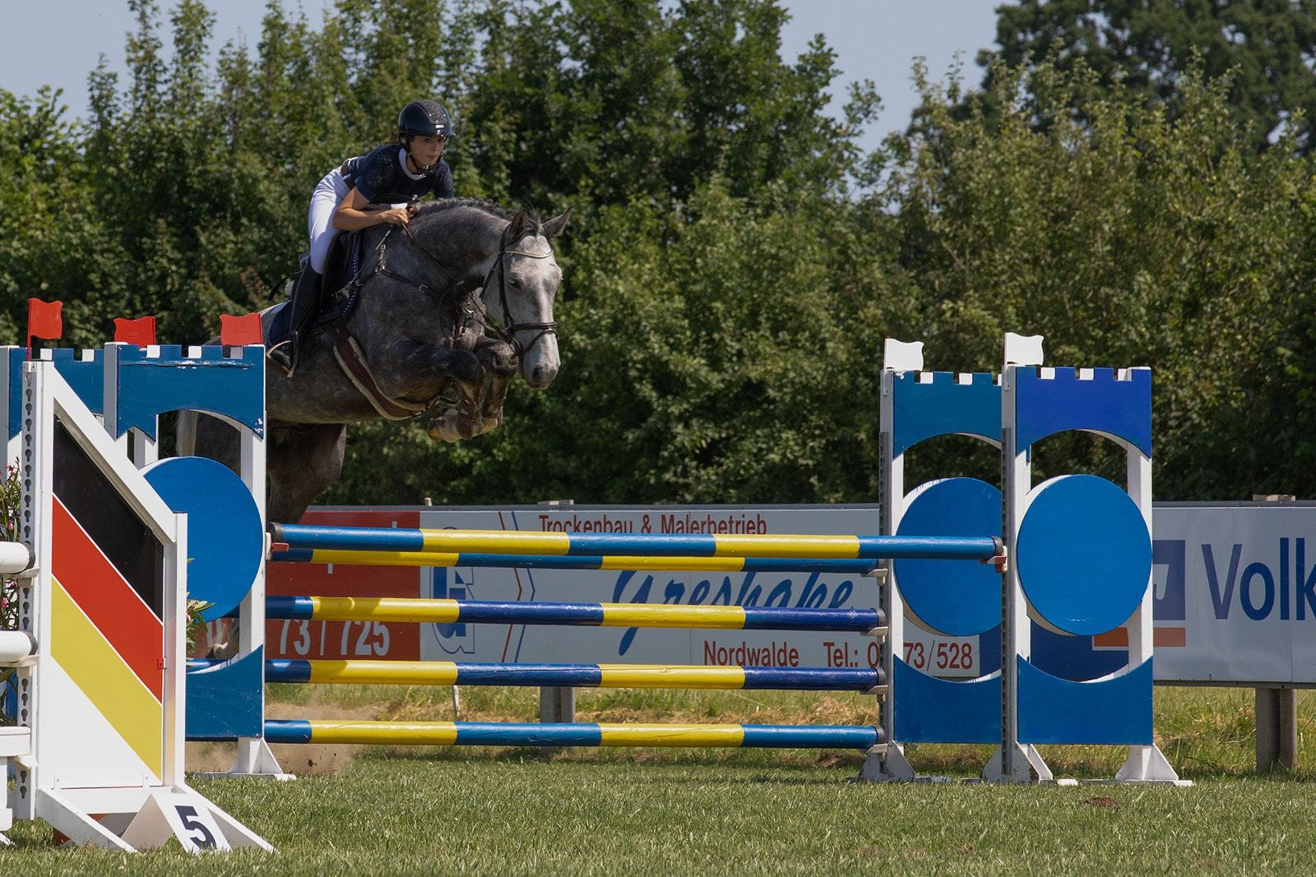 Hanoverian Gelding 6 years 17,2 hh Grey-Dapple in Altenberge