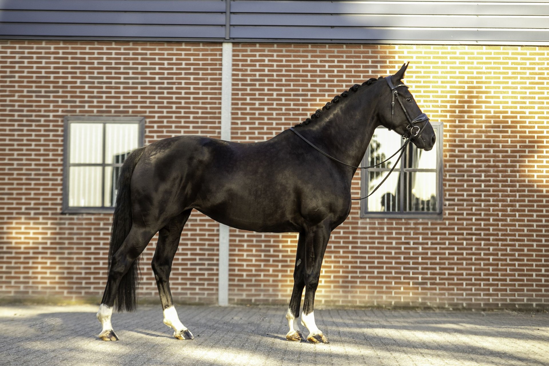 KWPN Stallion 5 years 16,1 hh Black in Rijsbergen