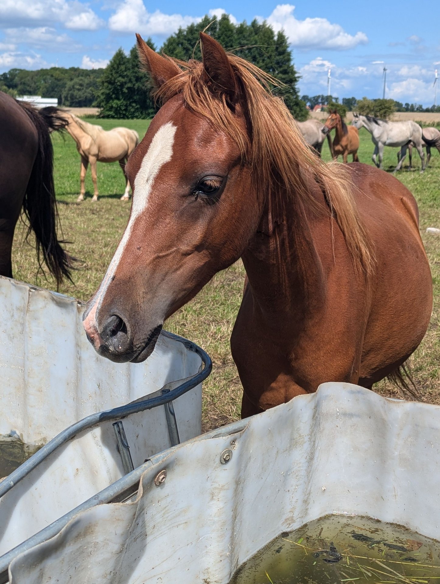 German Riding Pony Mare 1 year Chestnut-Red in Libbesdorf