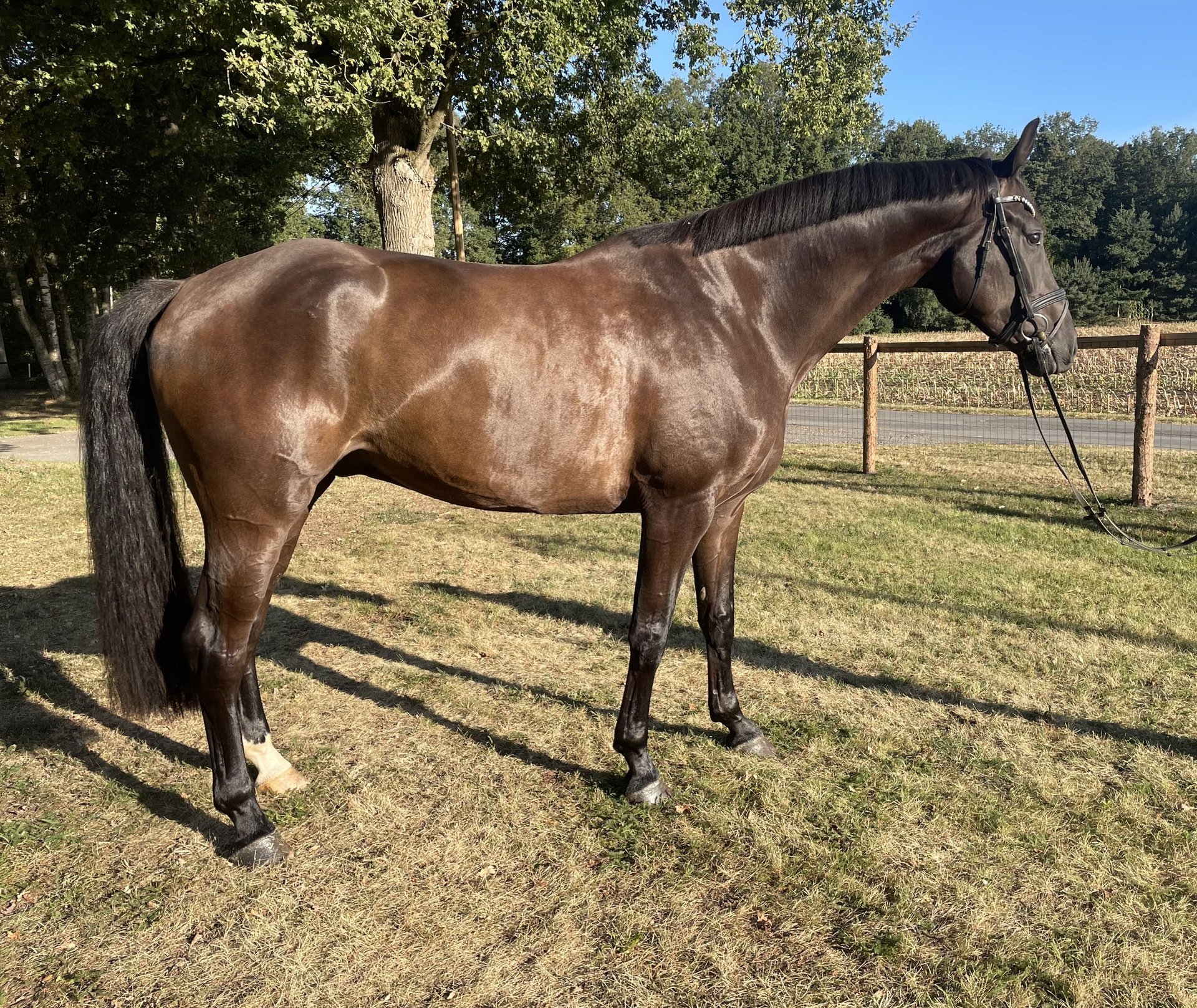 Westphalian Gelding 5 years 17,1 hh Bay-Dark in Versmold