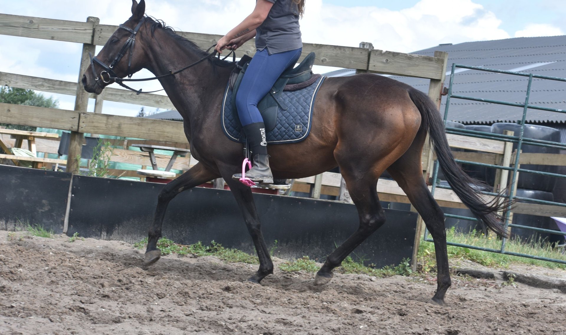 Other Breeds Mare 6 years 15,1 hh Bay-Dark in Achtmaal