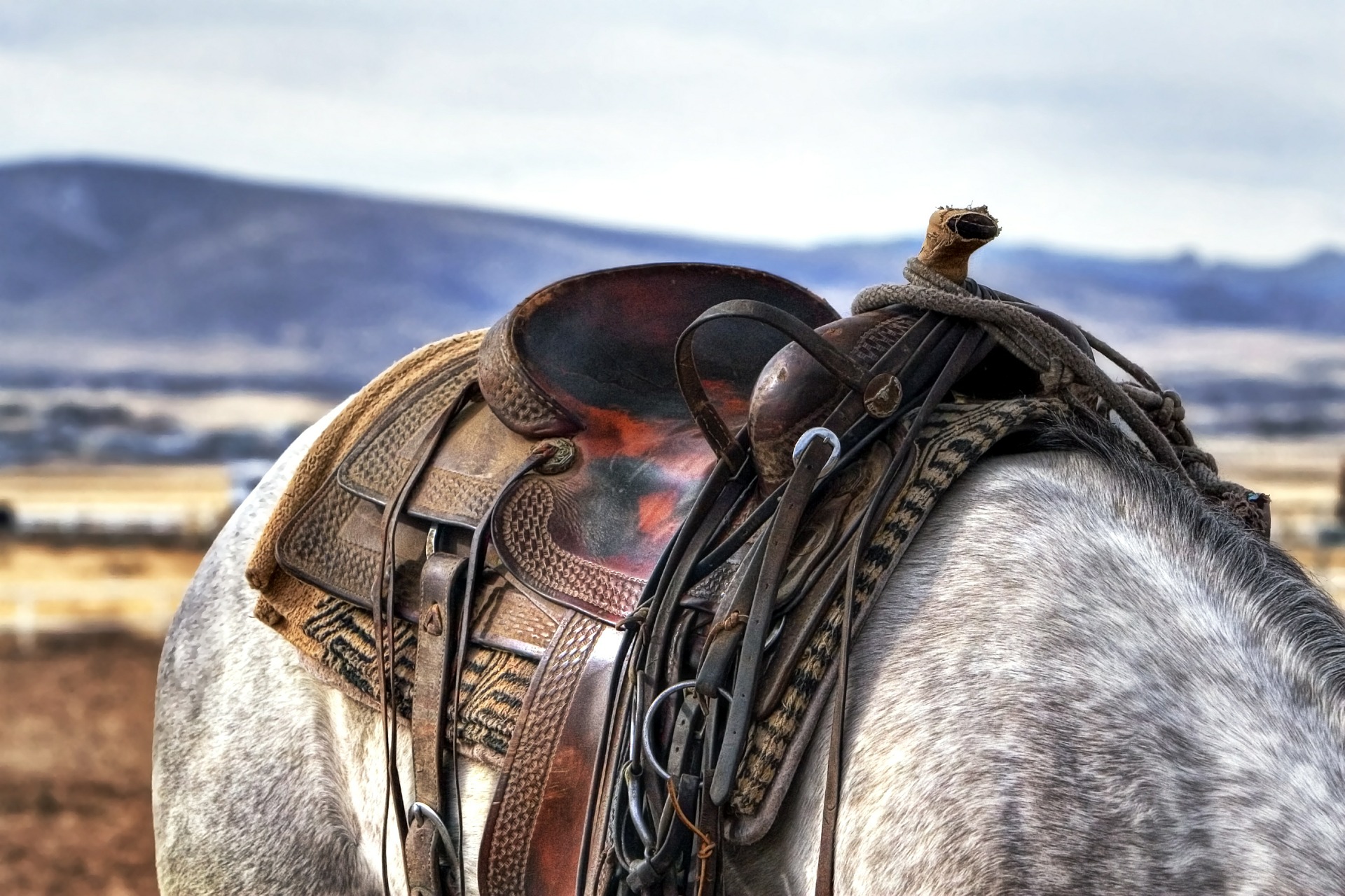 Is Barebacking Harmful? – ehorses Magazine