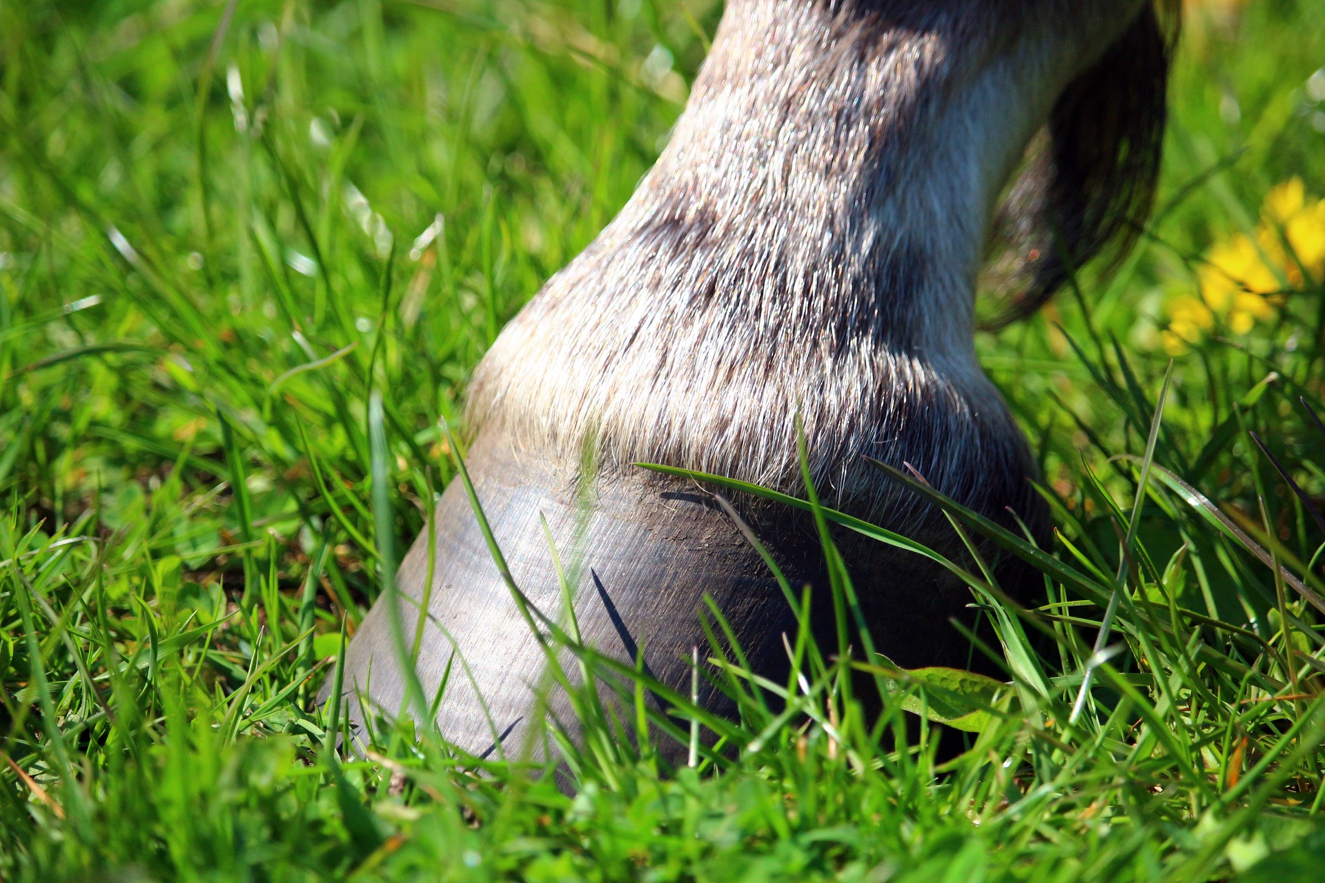 How To DIY Your Own Hoof Dressing – ehorses Magazine