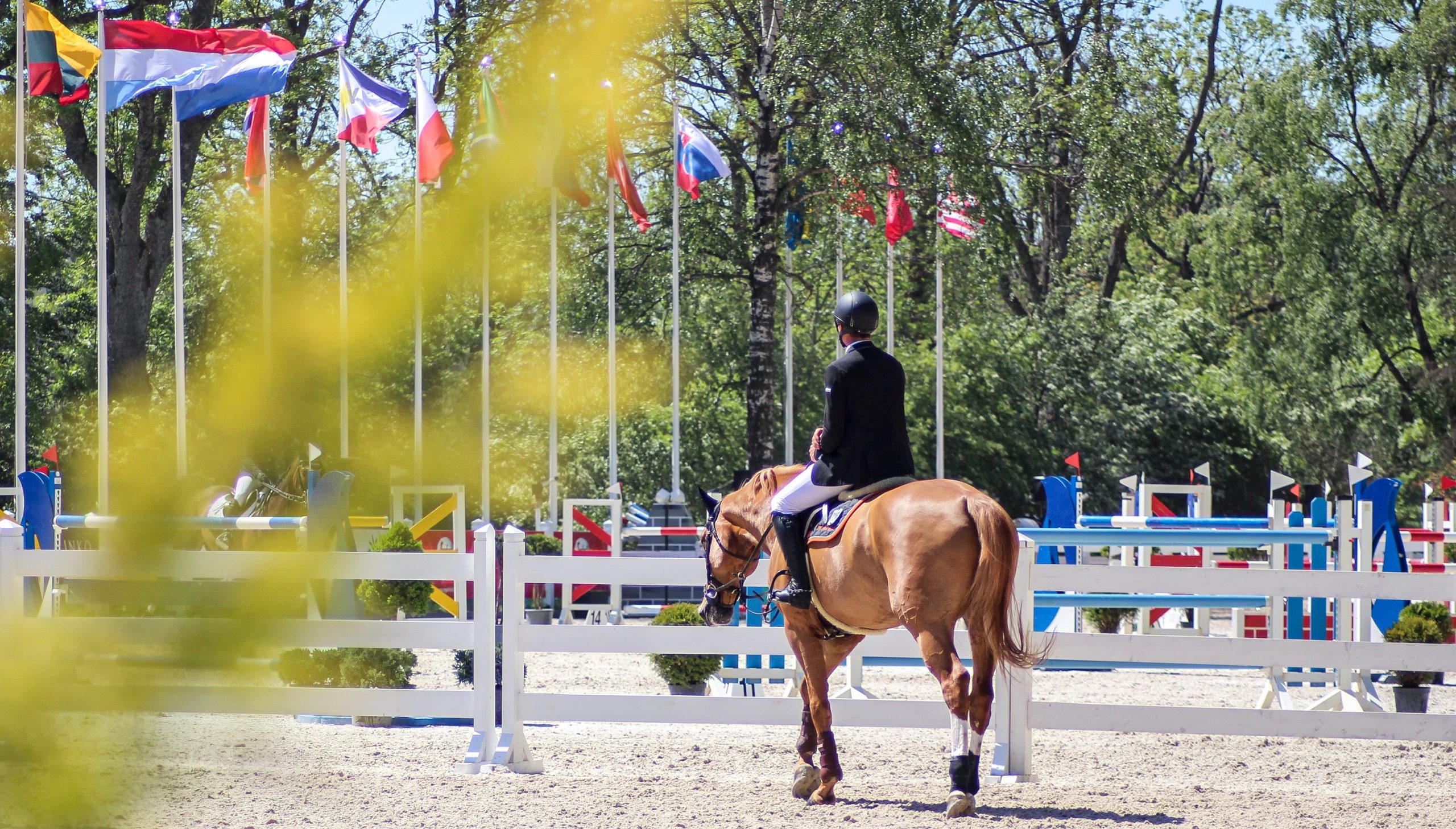 The Steps of Importing a Horse from Europe – ehorses Magazine