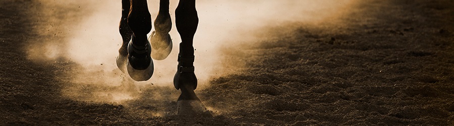 Michaela Loladze – ehorses premium seller