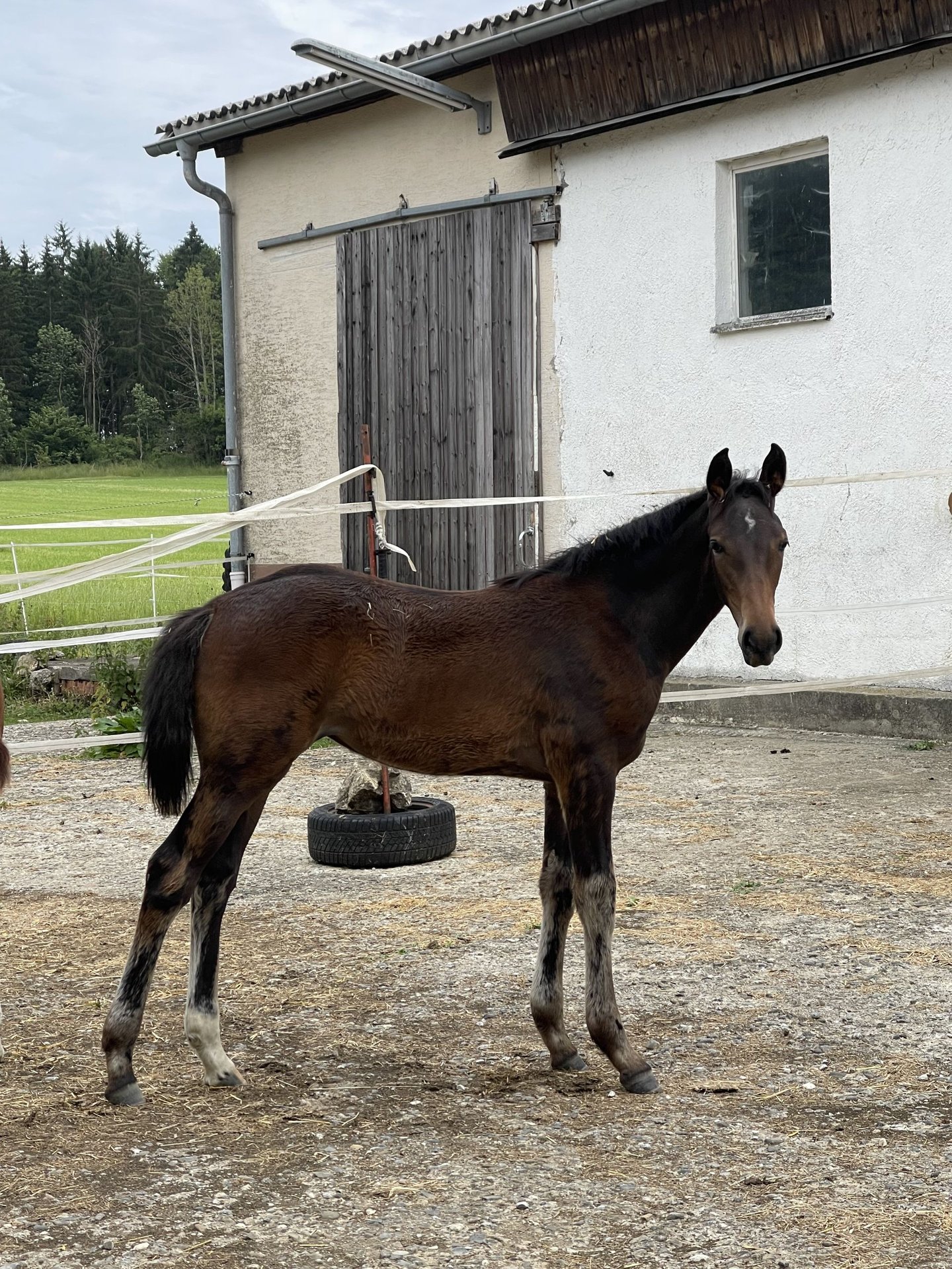 Holstein Mare Foal (03/2025) 16,3 hh Brown in Münsingen