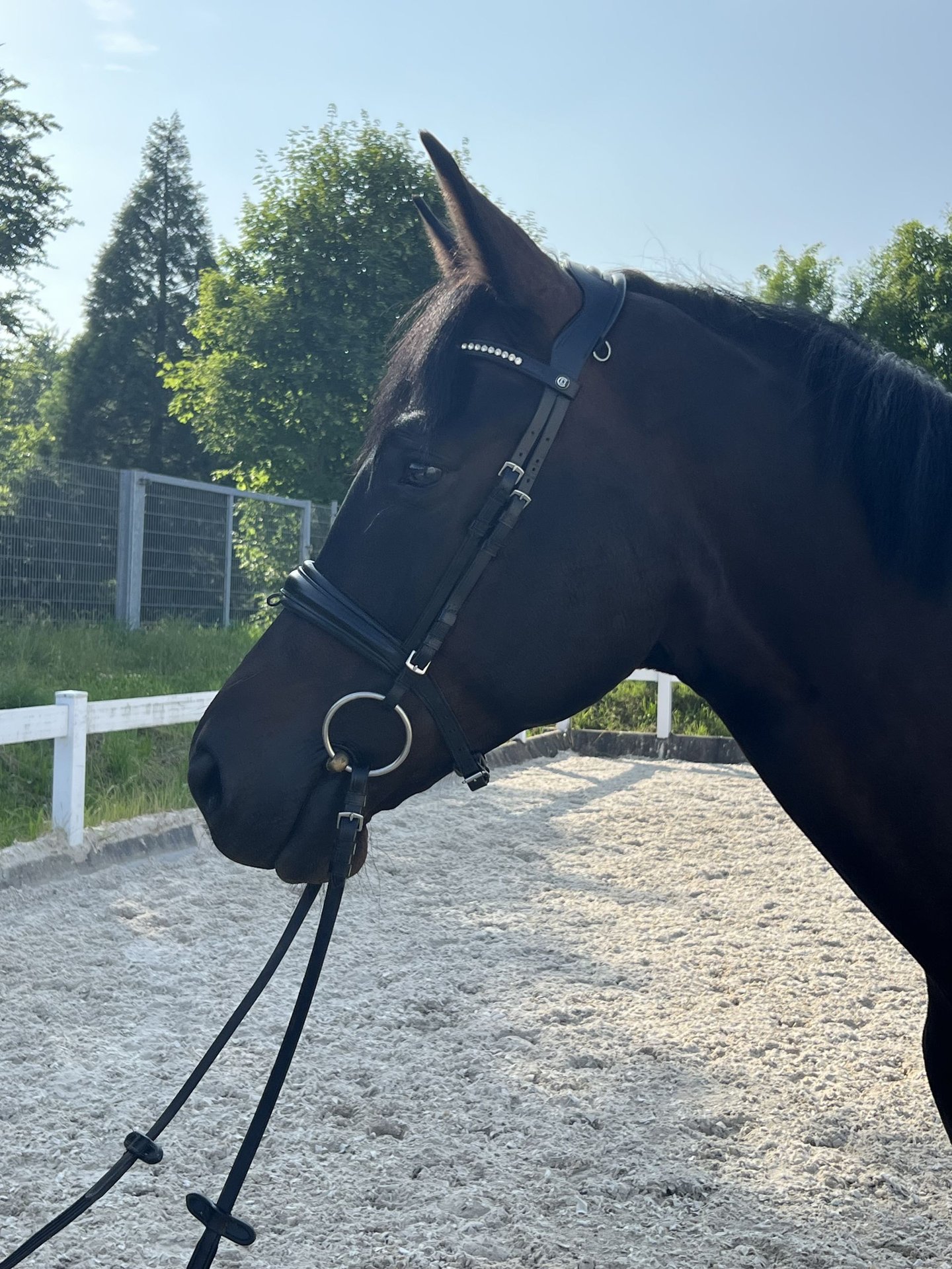 German Sport Horse Gelding 4 years 16,2 hh Smoky-Black in Metzingen