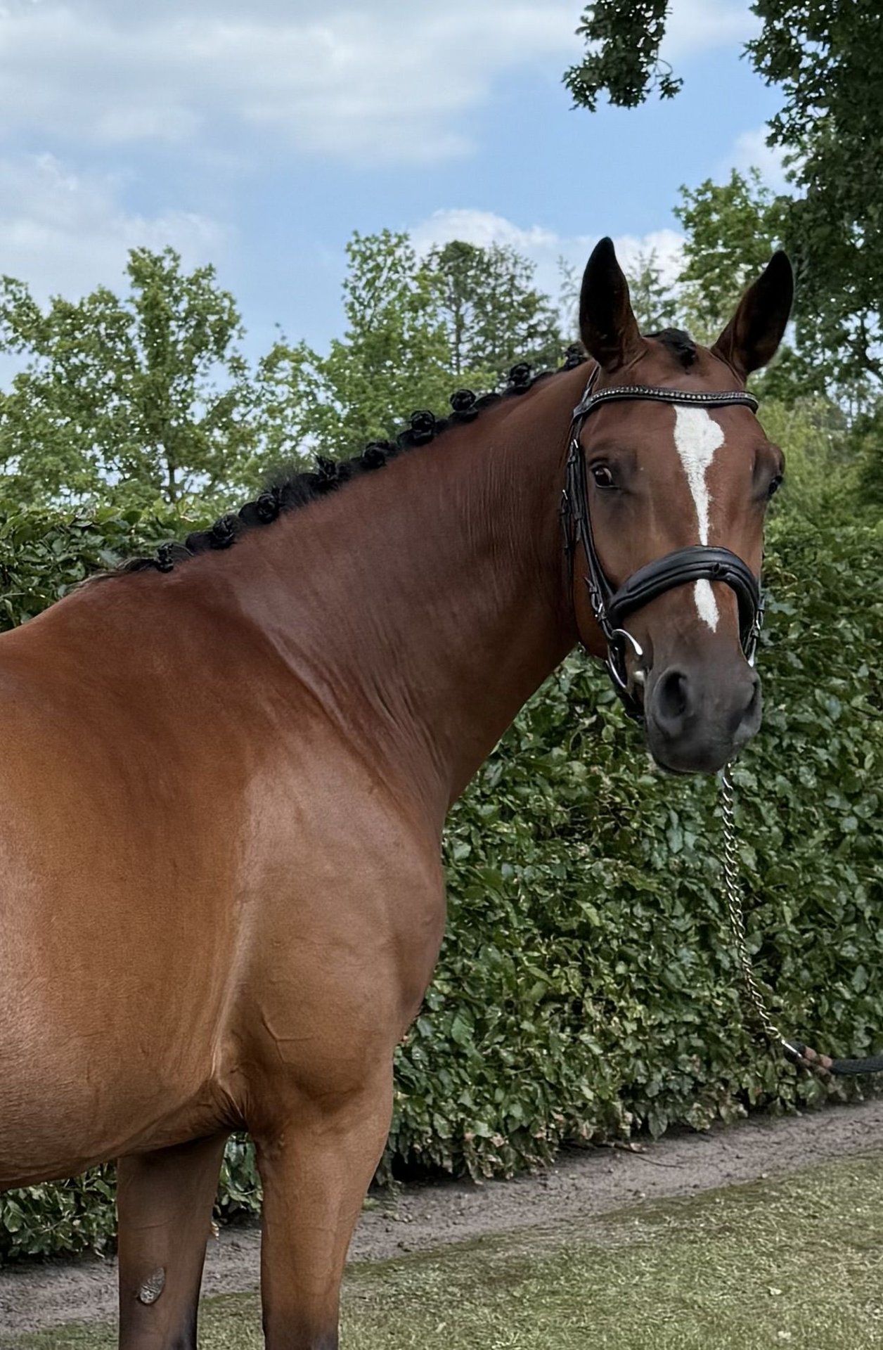 Zangersheider Mare 4 years 16 hh Brown in Ulvenhout