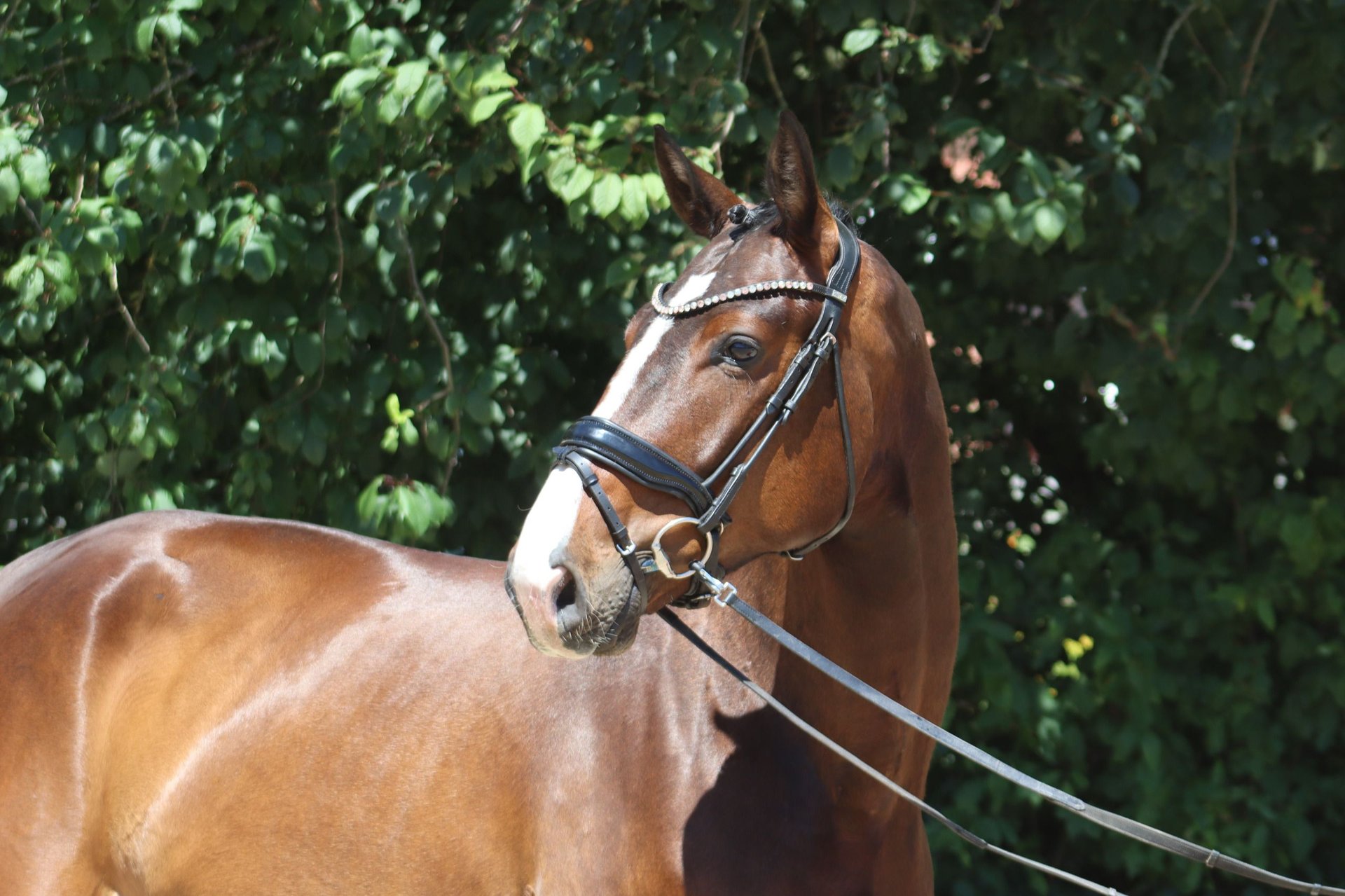 Oldenburg Gelding 4 years 17,1 hh Bay-Dark in Ottersberg