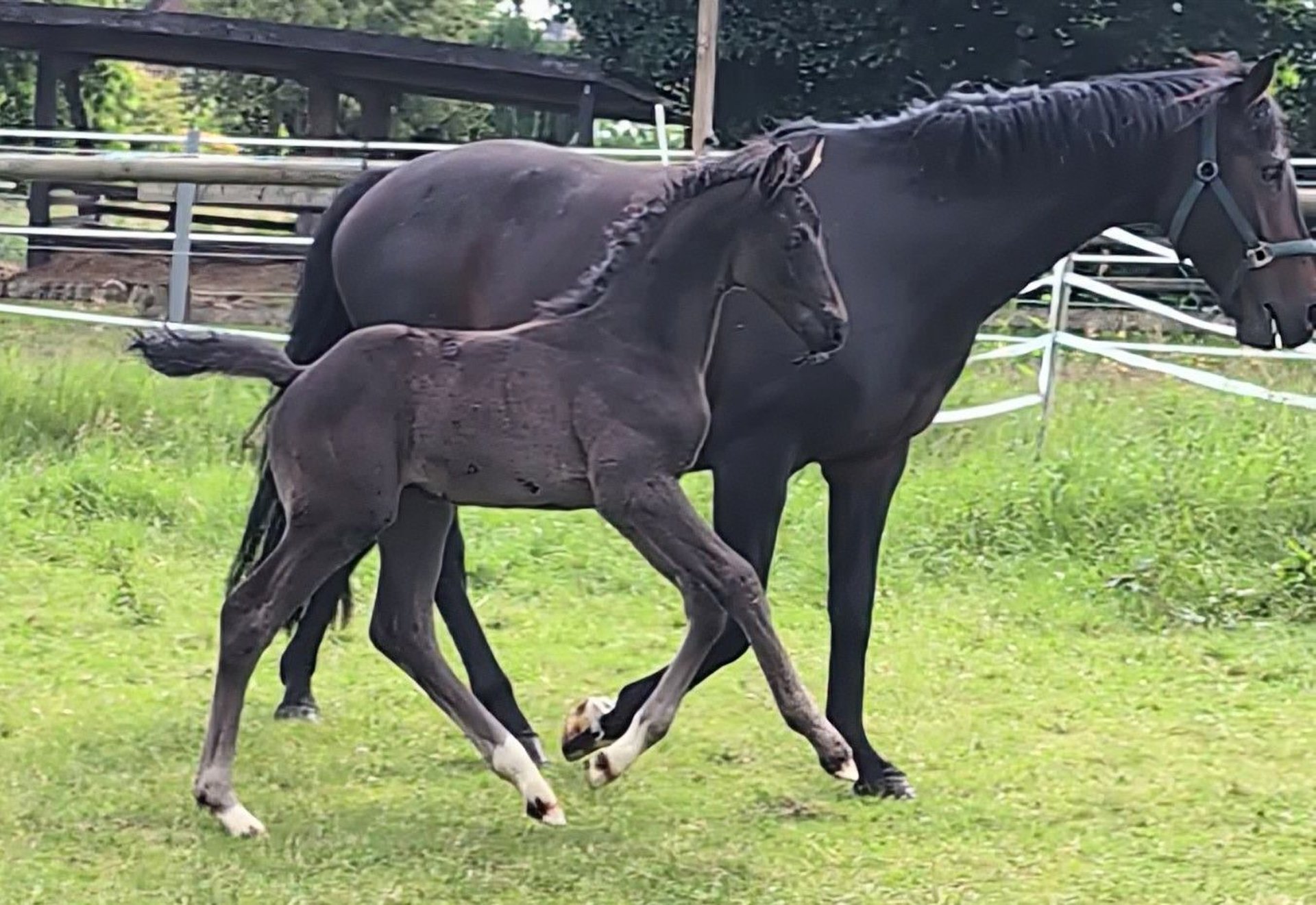 Hanoverian Stallion Foal (05/2025) 16,2 hh Black in Rosengarten