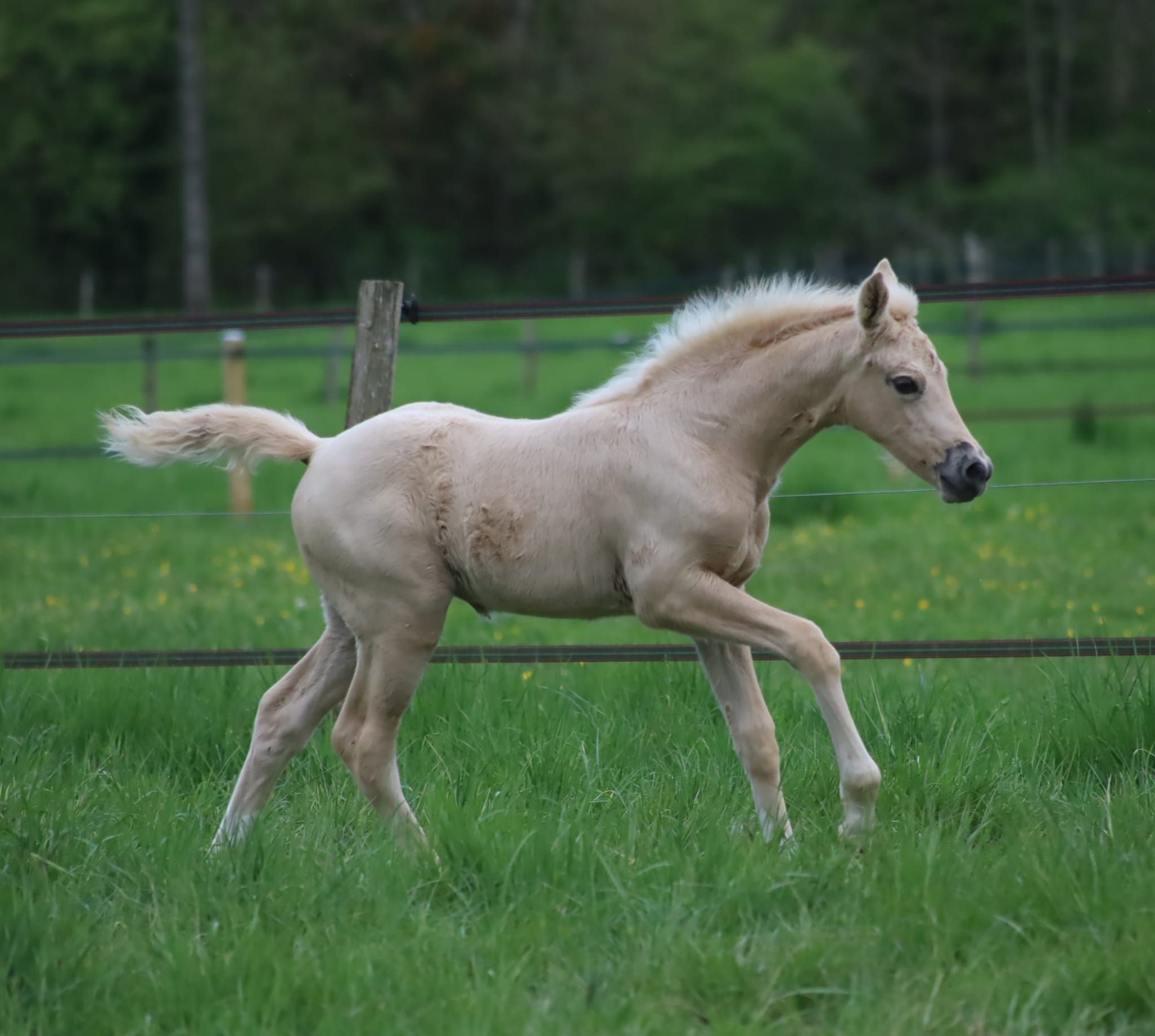 Selle Français Mare Foal (03/2025) Palomino in Velars-sur-Ouche