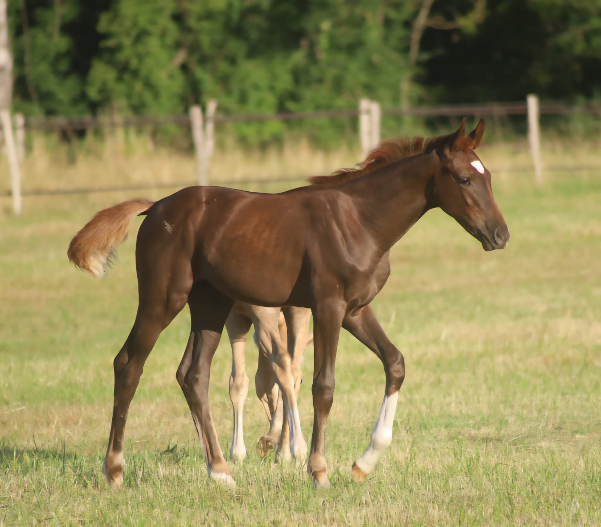 Selle Français Mare Foal (03/2025) 16,2 hh Chestnut in Velars-sur-Ouche