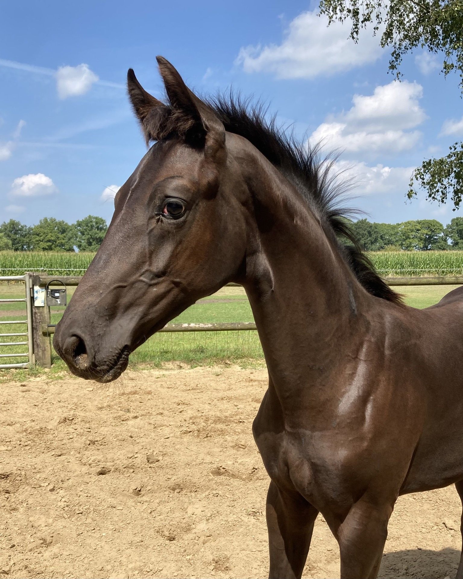 KWPN Stallion Foal (01/2025) Bay-Dark in Westendorp