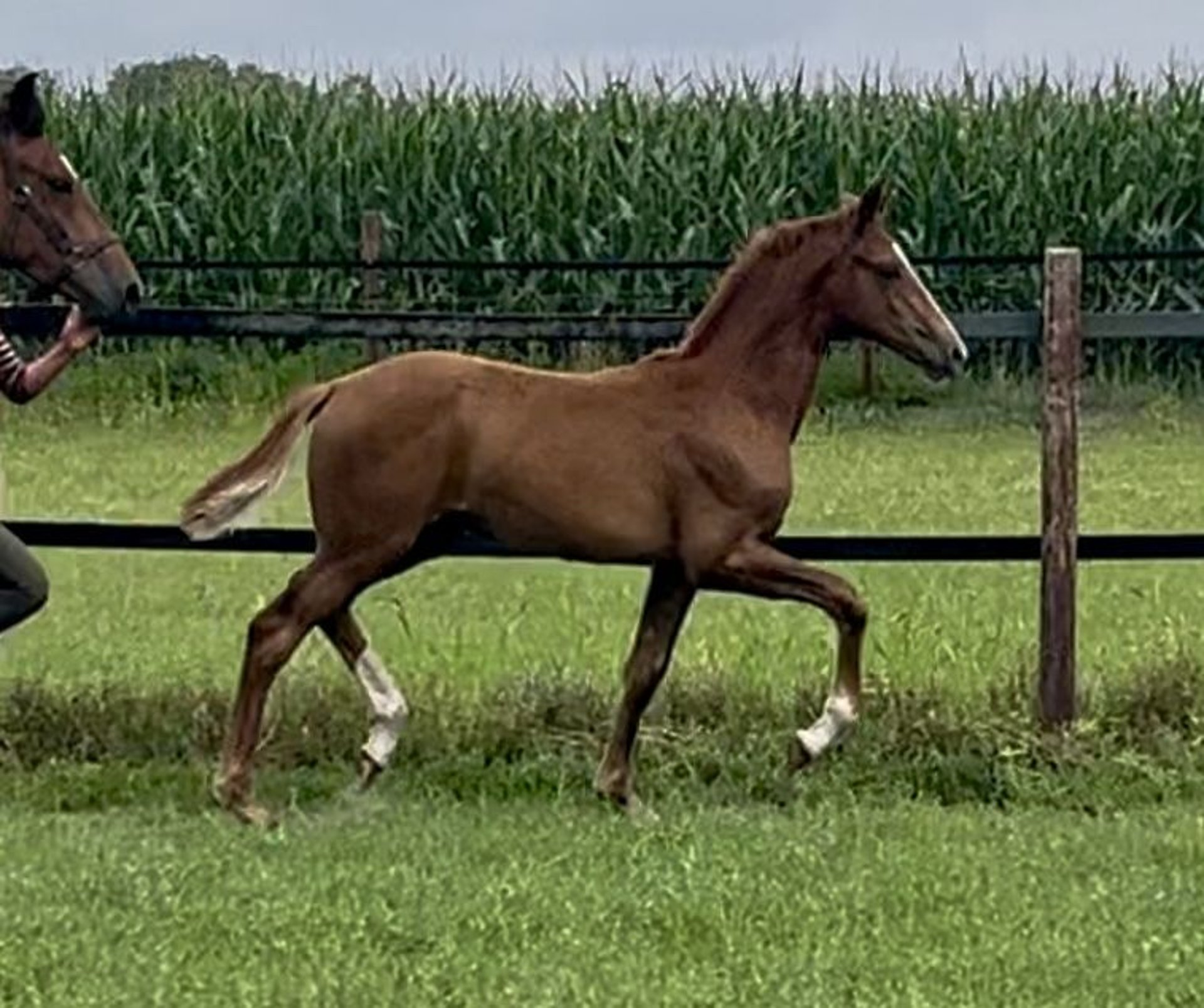 Oldenburg Mare Foal (04/2025) Chestnut-Red in Lastrup